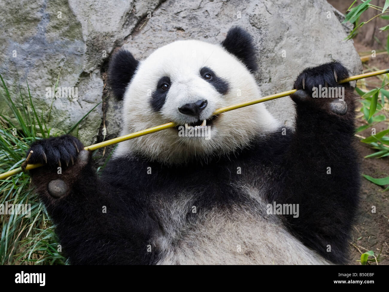 Des profils panda (Ailuropoda melanoleuca) Banque D'Images