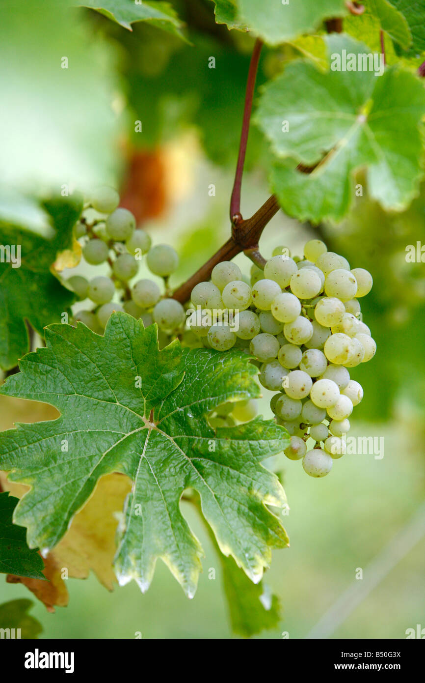 Les raisins de France Alsace Banque D'Images