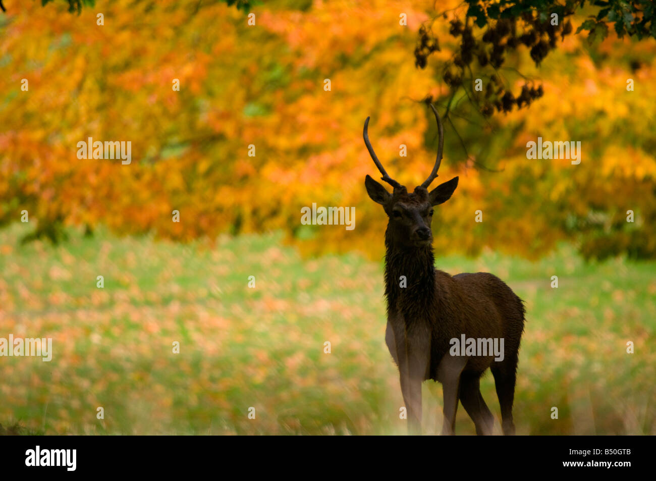 Red Deer Cervus elaphus scoticus Derbyshire Peak District UK Banque D'Images