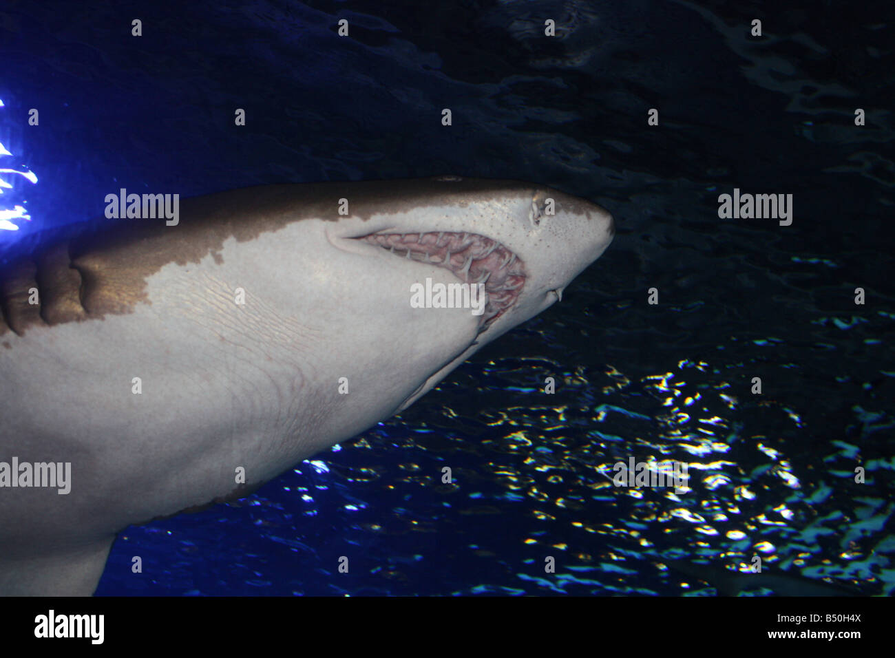 Dans Shark newport aquarium Banque D'Images