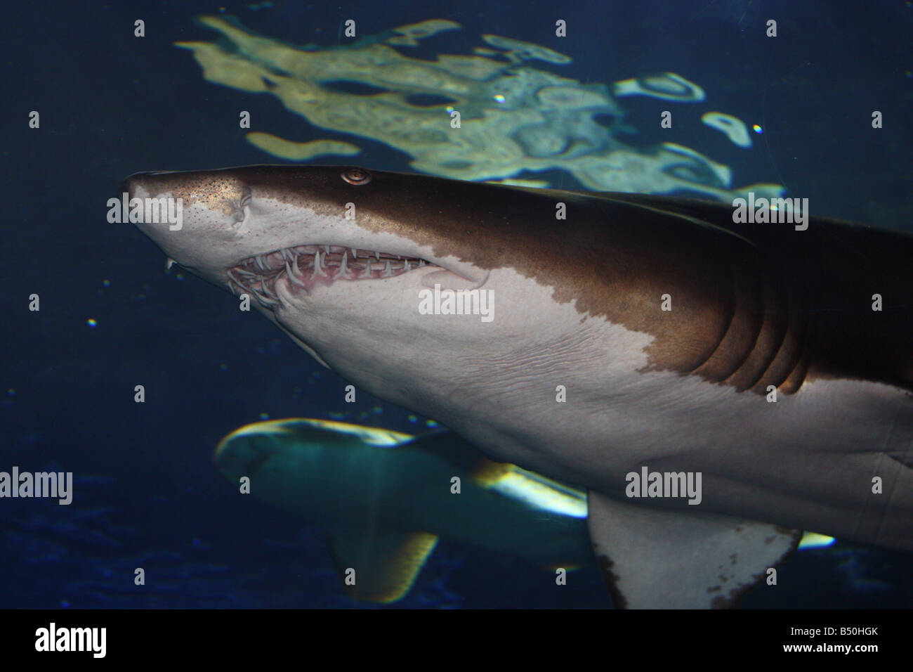 Dans Shark newport aquarium Banque D'Images