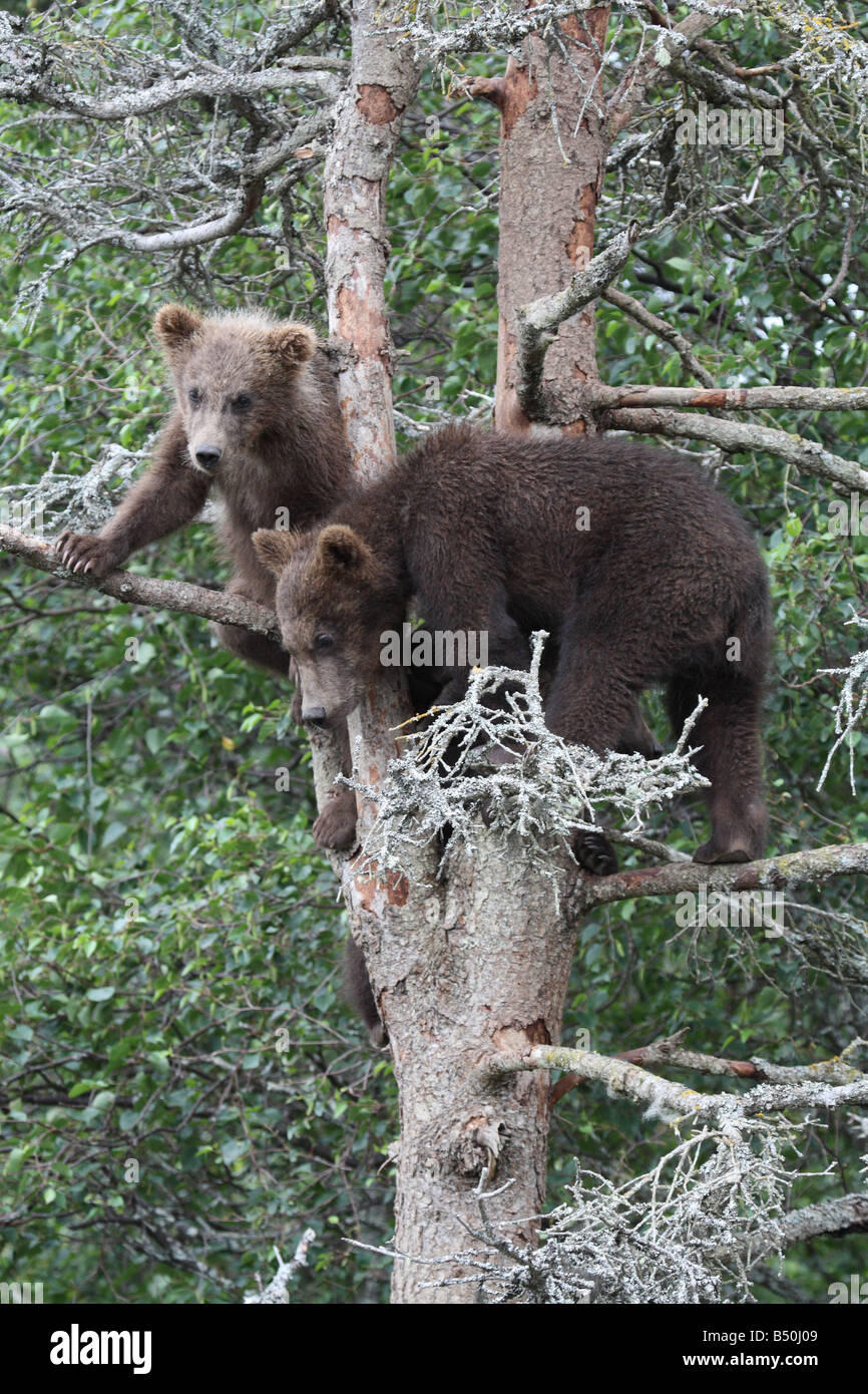 2 oursons Grizzlis en arbre, Katmai National Park, Alaska Banque D'Images