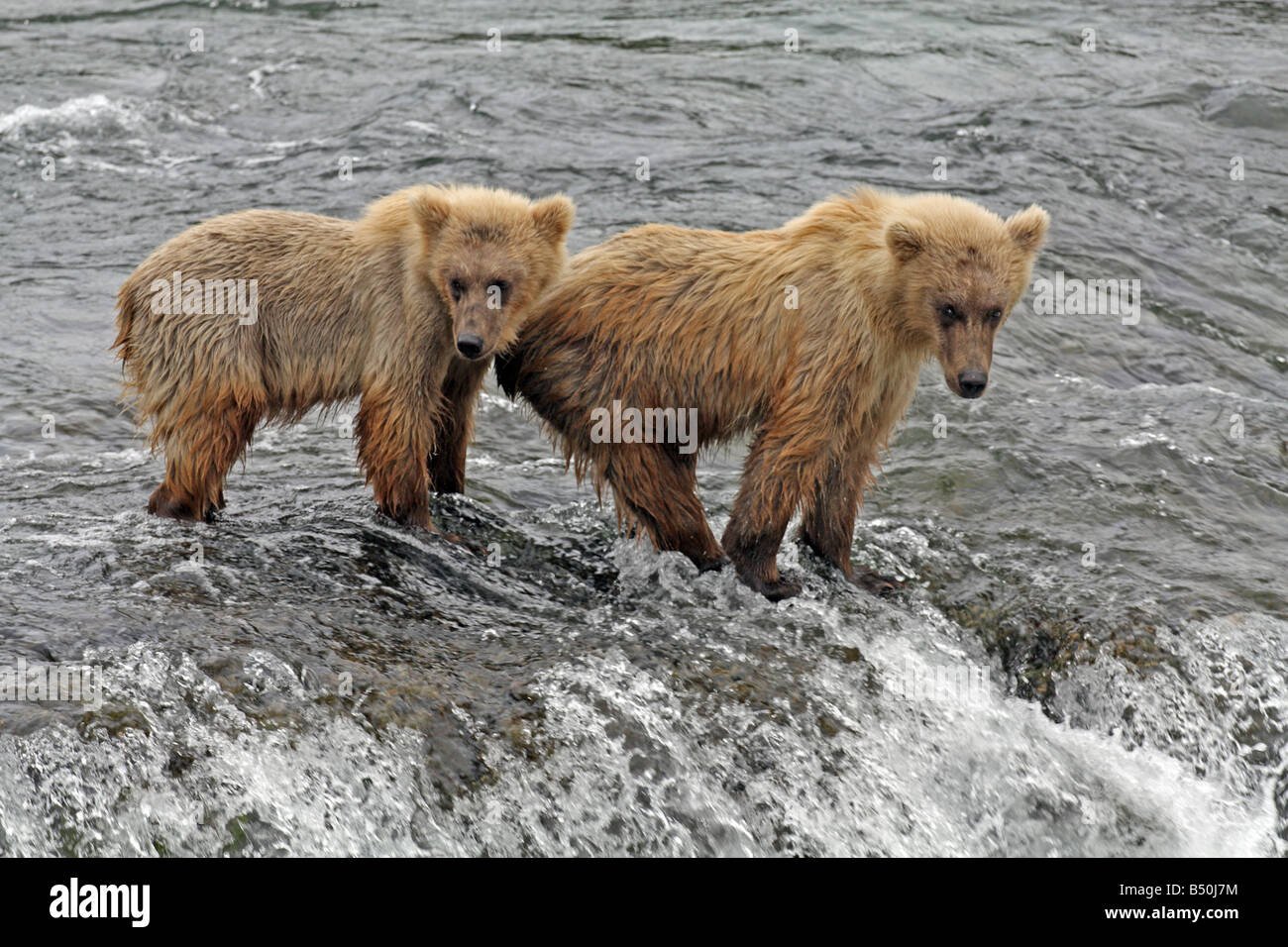 2 oursons Grizzlis pêchant dans Brooks River, Katmai National Park, Alaska Banque D'Images