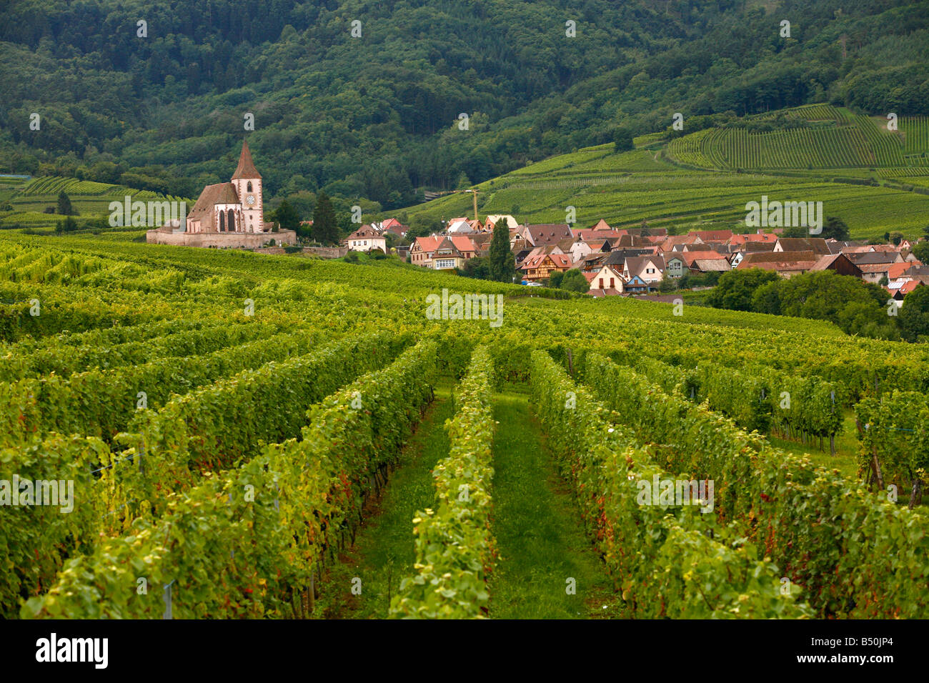 Sep 2008 vignes et villages le long de la Route des Vins Alsace France Banque D'Images
