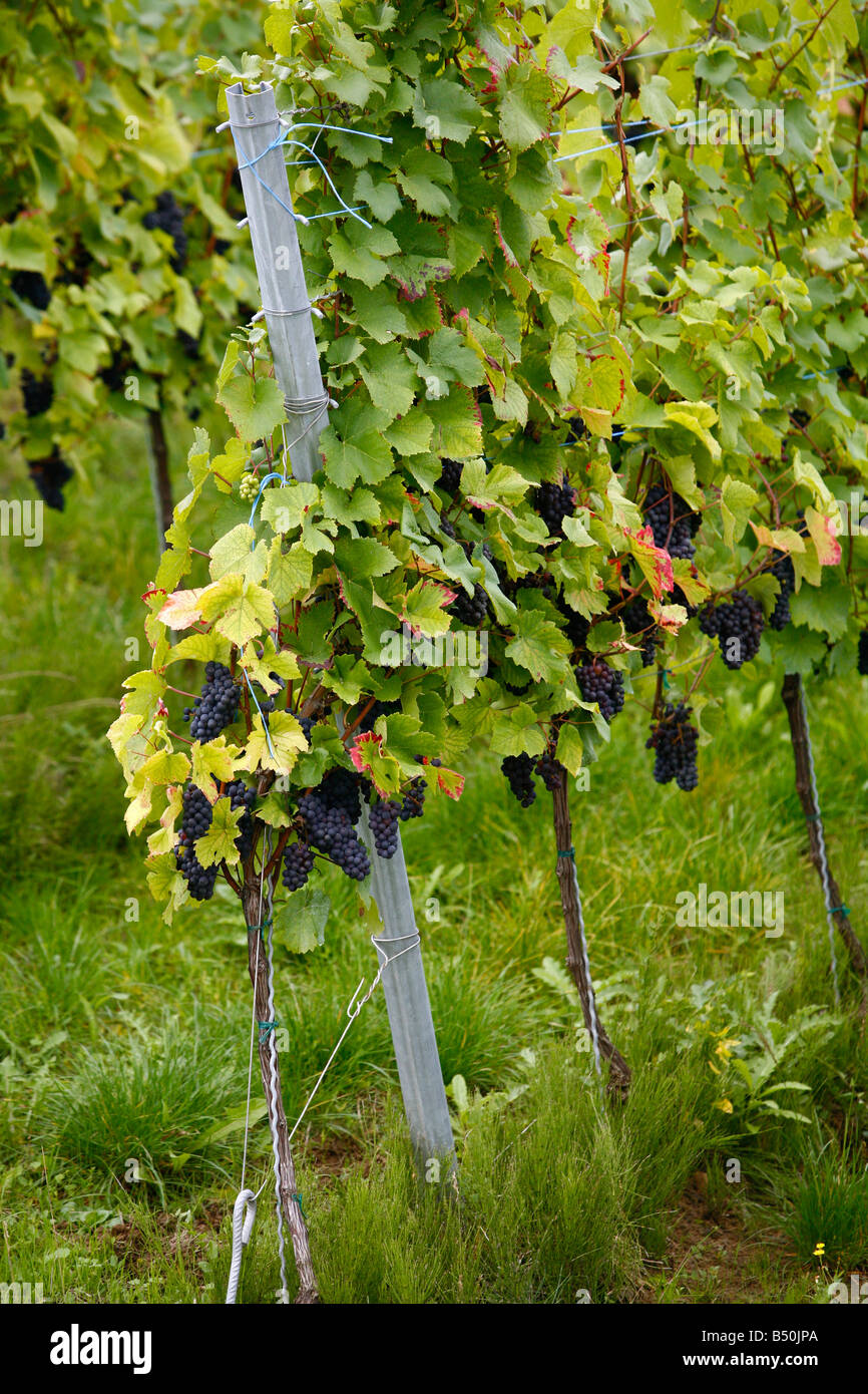 Vignoble Le vin Alsace France Banque D'Images