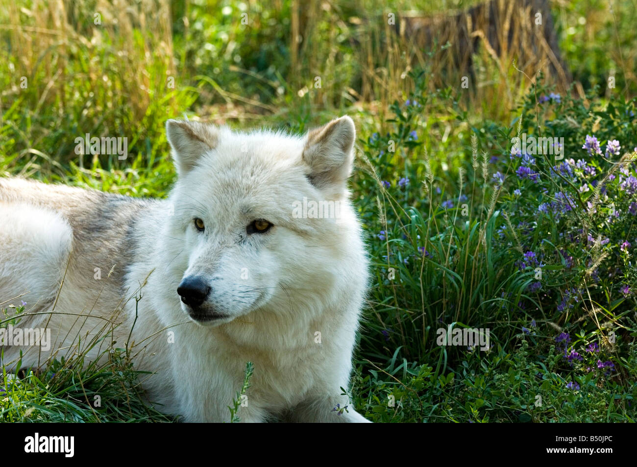 Gray Wolf, canis lupus Banque D'Images