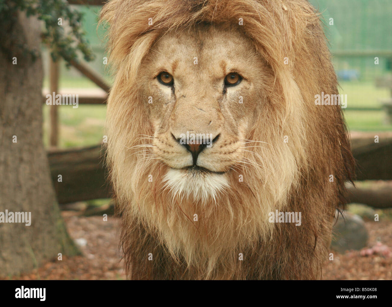 Le lion, roi de la jungle Banque D'Images