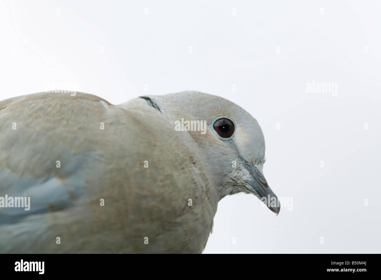 Un collier streptopelia decaocto Tourterelle Banque D'Images