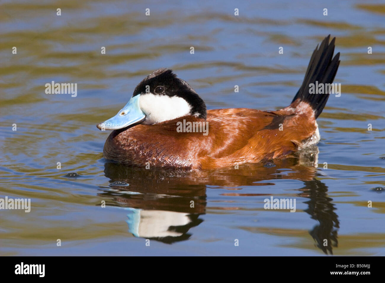 L'érismature rousse Oxyura jamaicensis Pima Tucson ARIZONA Co United States 23 mâles adultes d'Anatidae Mars Banque D'Images
