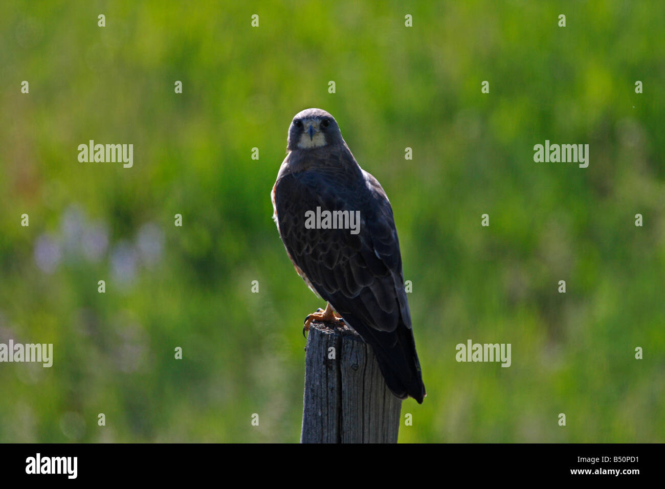 Buse de Swainson Buteo swainsoni reposant sur piquet en bordure de terres agricoles près de Red Rock Lakes Wildlife Refuge Montana en Juillet Banque D'Images