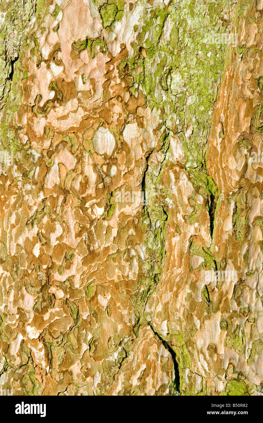 Motifs en forme de contour coloré sur l'écorce d'un pin sylvestre, Colsterdale, Yorkshire du Nord Banque D'Images