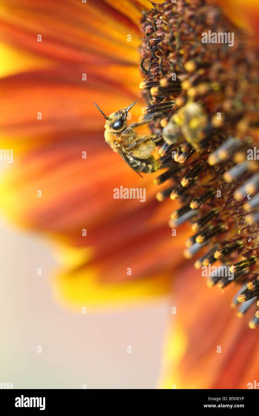 L'abeille pollinise un tournesol. Banque D'Images