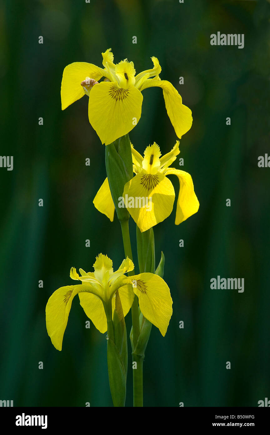 Drapeau jaune Iris pseudacorus Iris des marais pousse dans les zones humides et les marges au bord de l'eau Banque D'Images