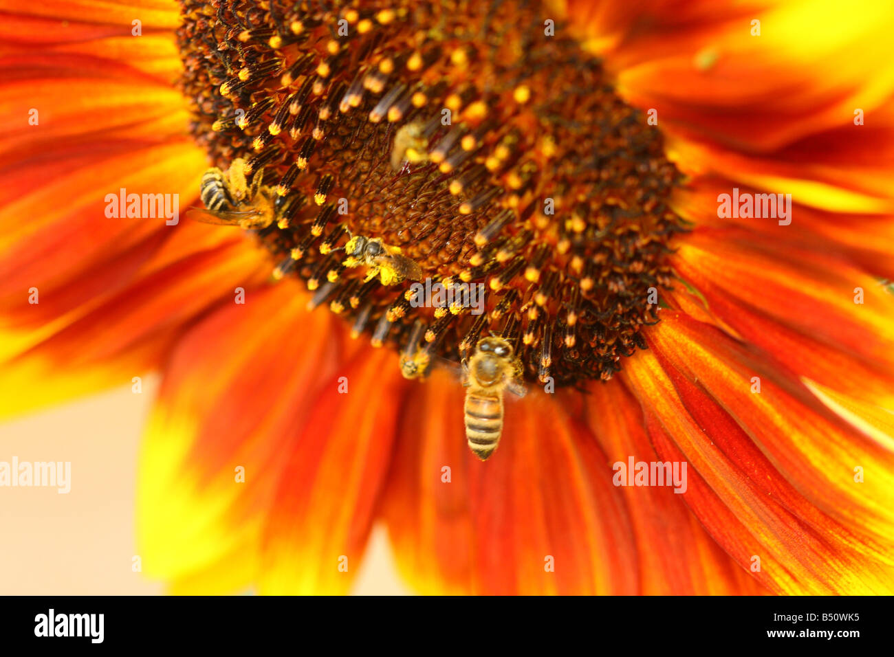 L'abeille pollinise un tournesol. Banque D'Images