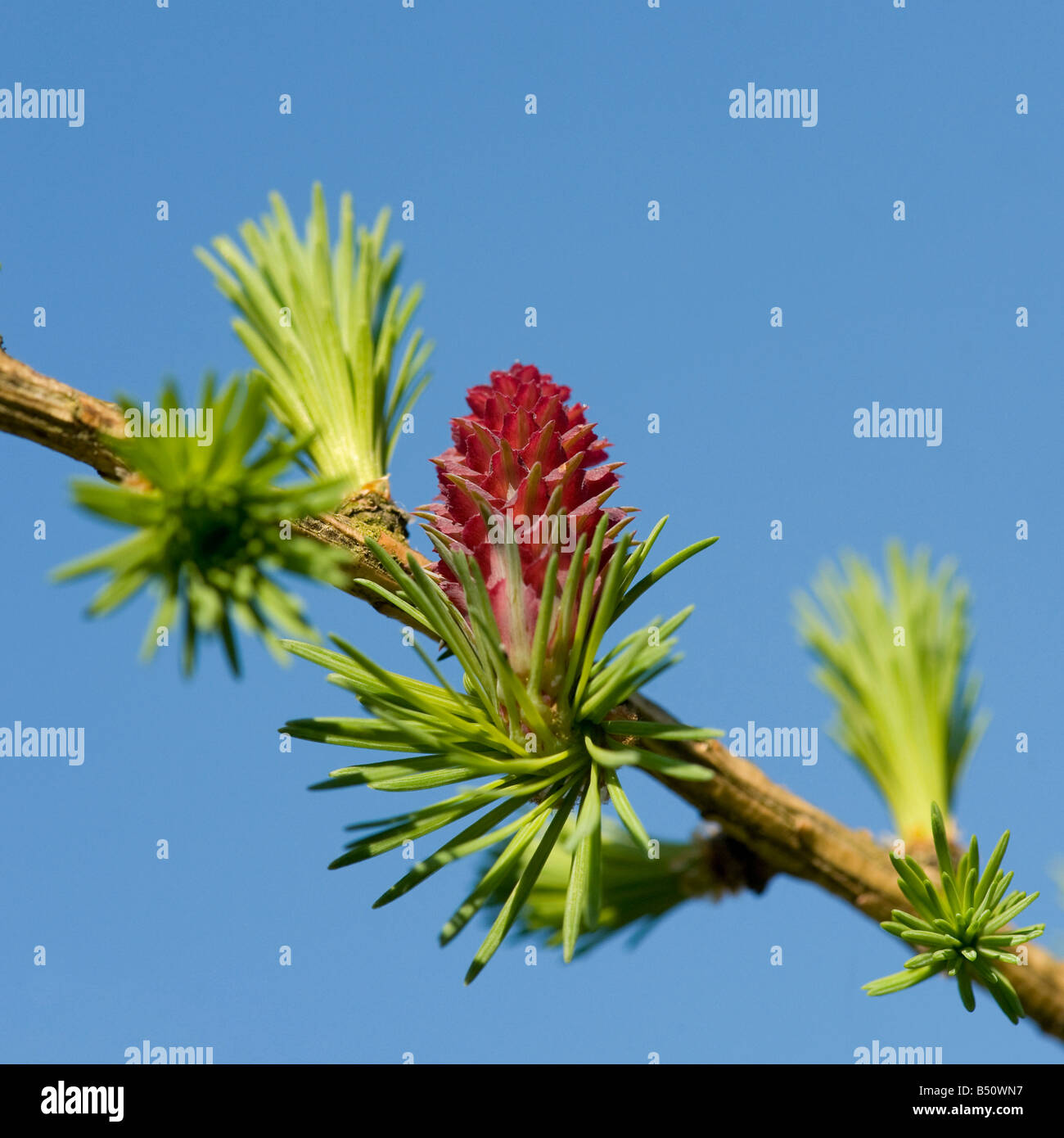 Rose fleur femelle de mélèze mélèze d'Europe Larix decidua ouvre juste avant que le nouveau les aiguilles vertes Banque D'Images