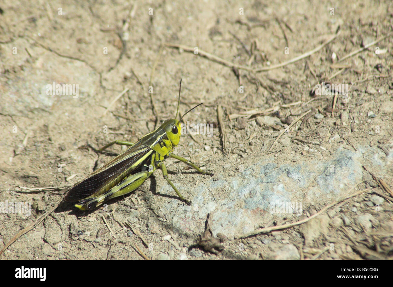 Close up de sauterelle, Alpes européennes. Banque D'Images