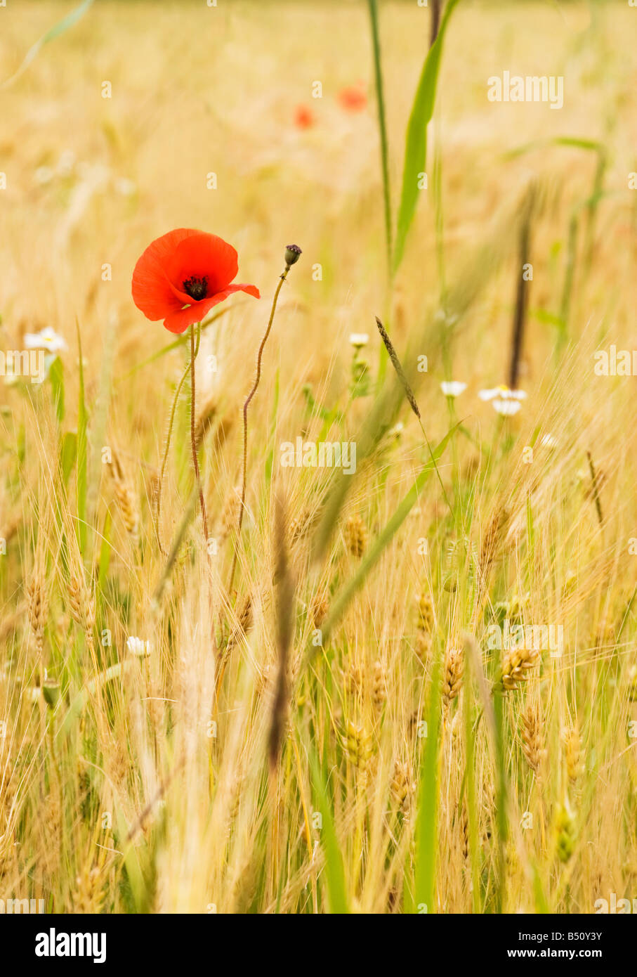 Un coquelicot rouge unique au champ de maïs, également connu sous le nom de domaine ou de pavot à opium en Flandre. Banque D'Images