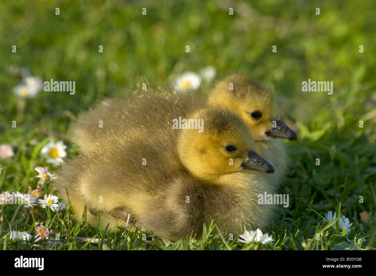 Deux oisons bernache du Canada (Branta canadensis) s'asseoir sur la pelouse à la fin de la journée les jardins de Kew Banque D'Images