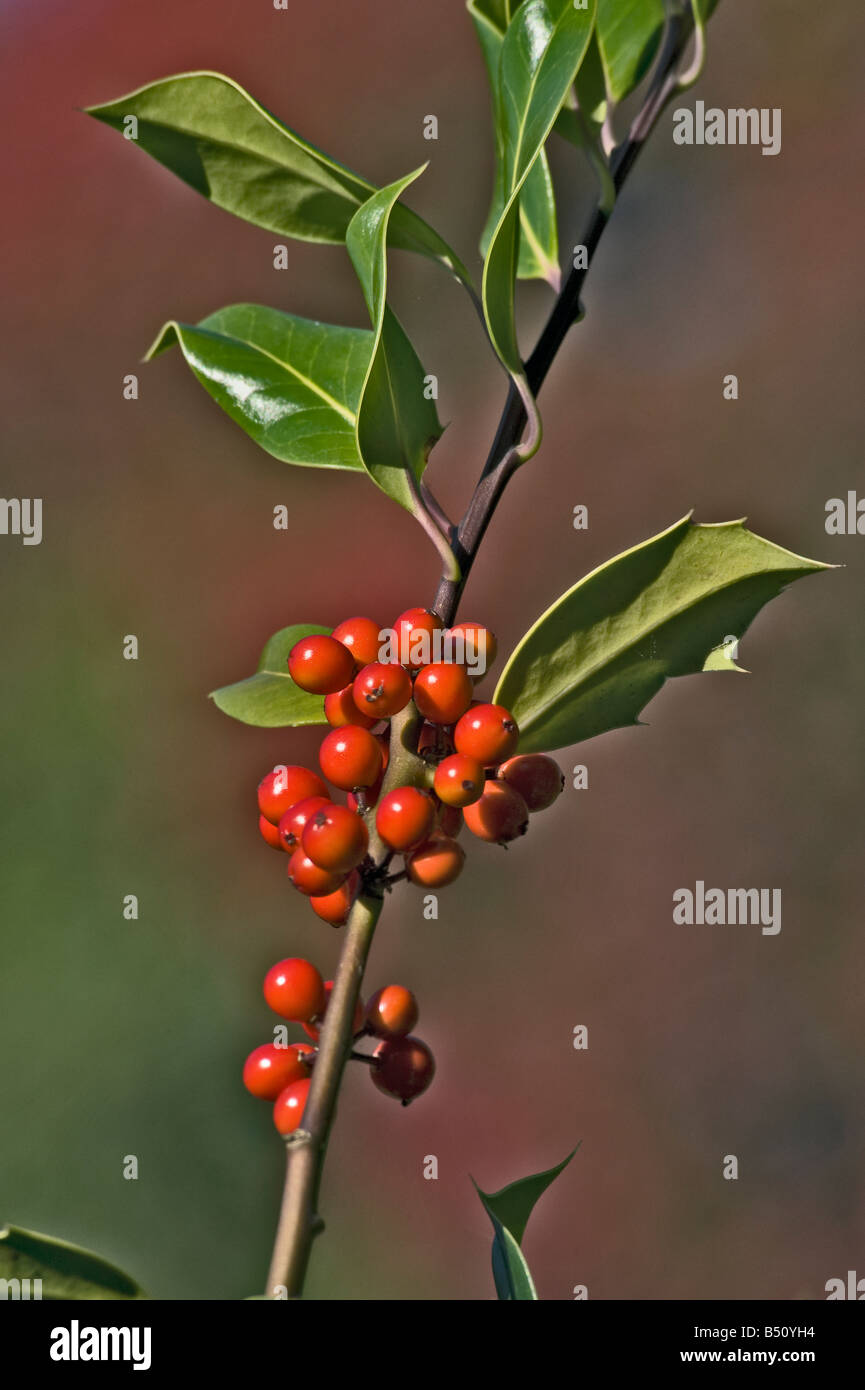 Holly Ilex aquifolium la fructification Banque D'Images