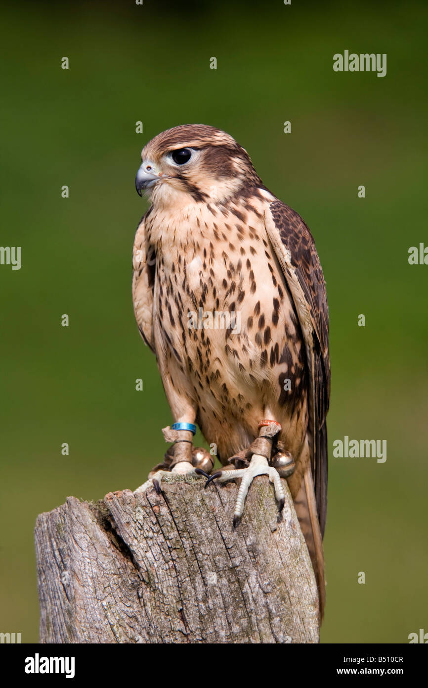 Faucon des prairies Falco mexicanus oiseau captif Banque D'Images