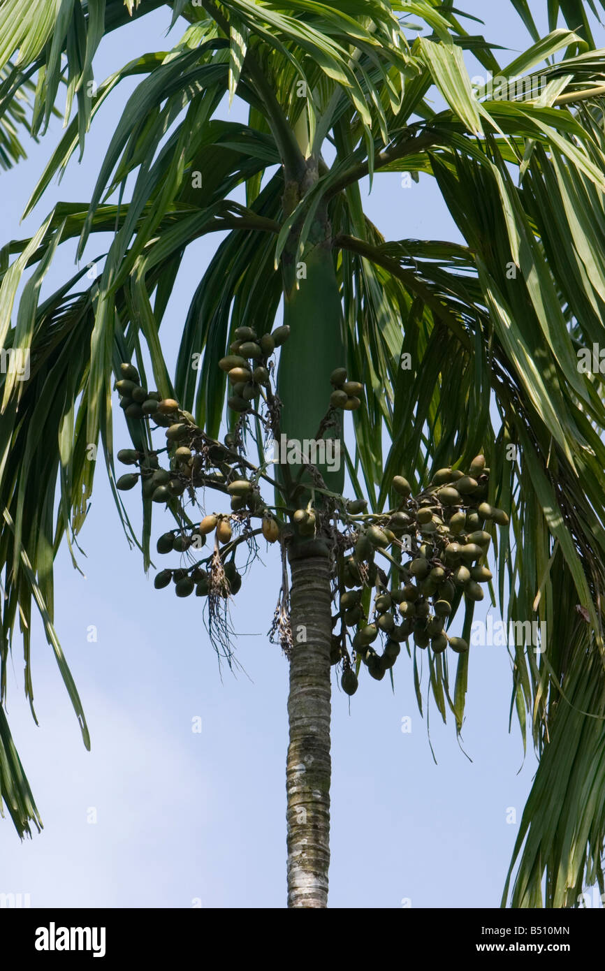 Palmier d'arec (Areca catechu) avec noix d'arec (Betelnuts) Banque D'Images