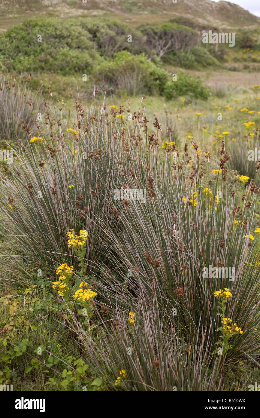 Sharp (Juncus acutiflorus Banque D'Images