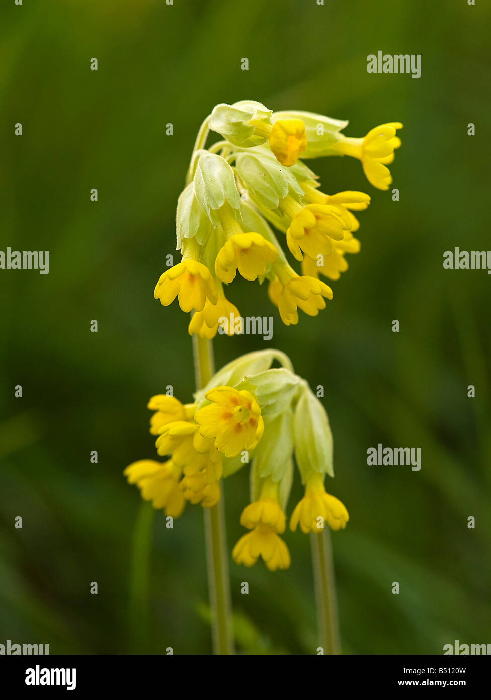 Primula veris Cowslips Banque D'Images