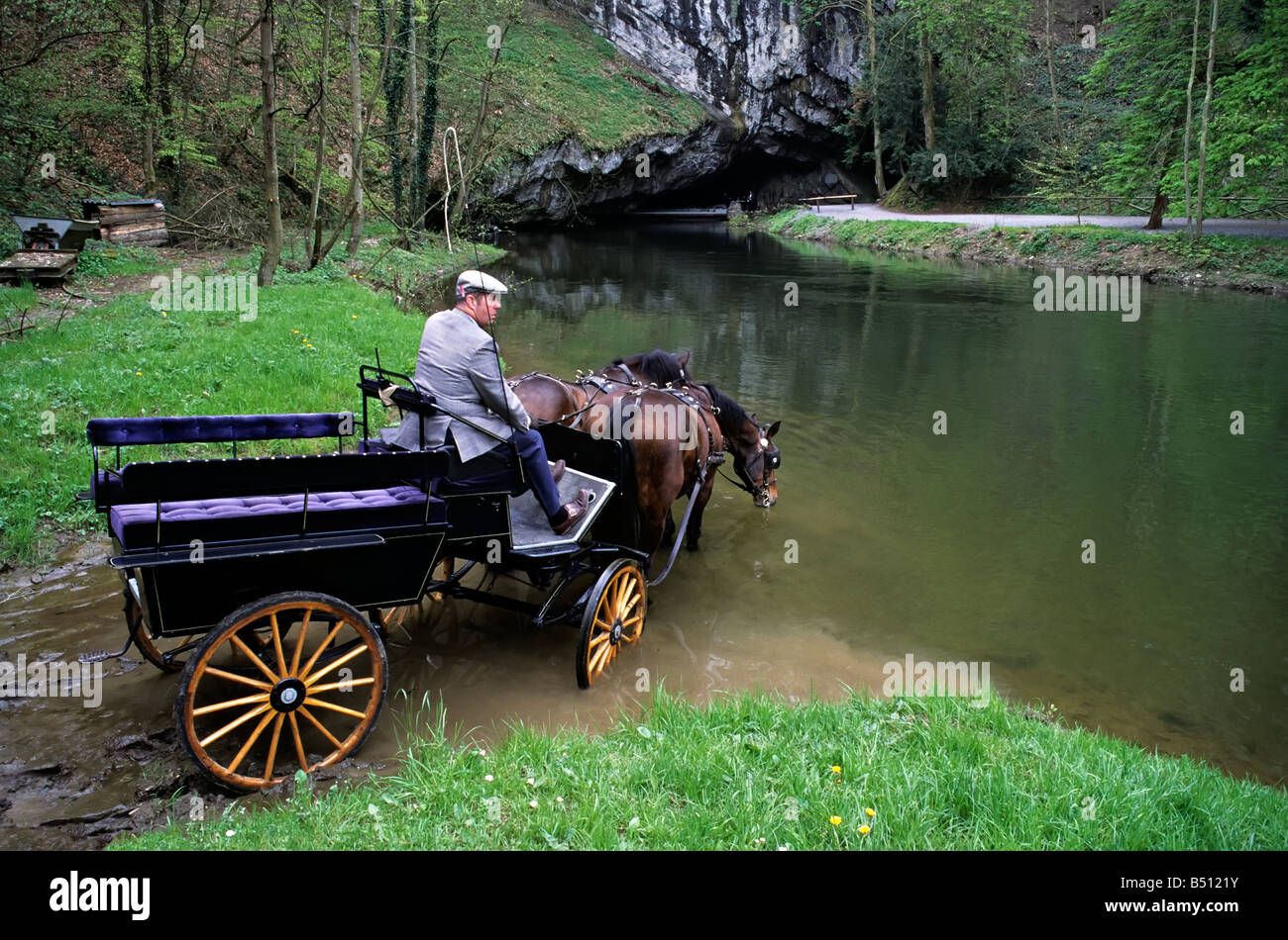 Cheval chevaux sur voiture et boire à la rivière à résurgence entrée de Grotte des Han Belgique Banque D'Images