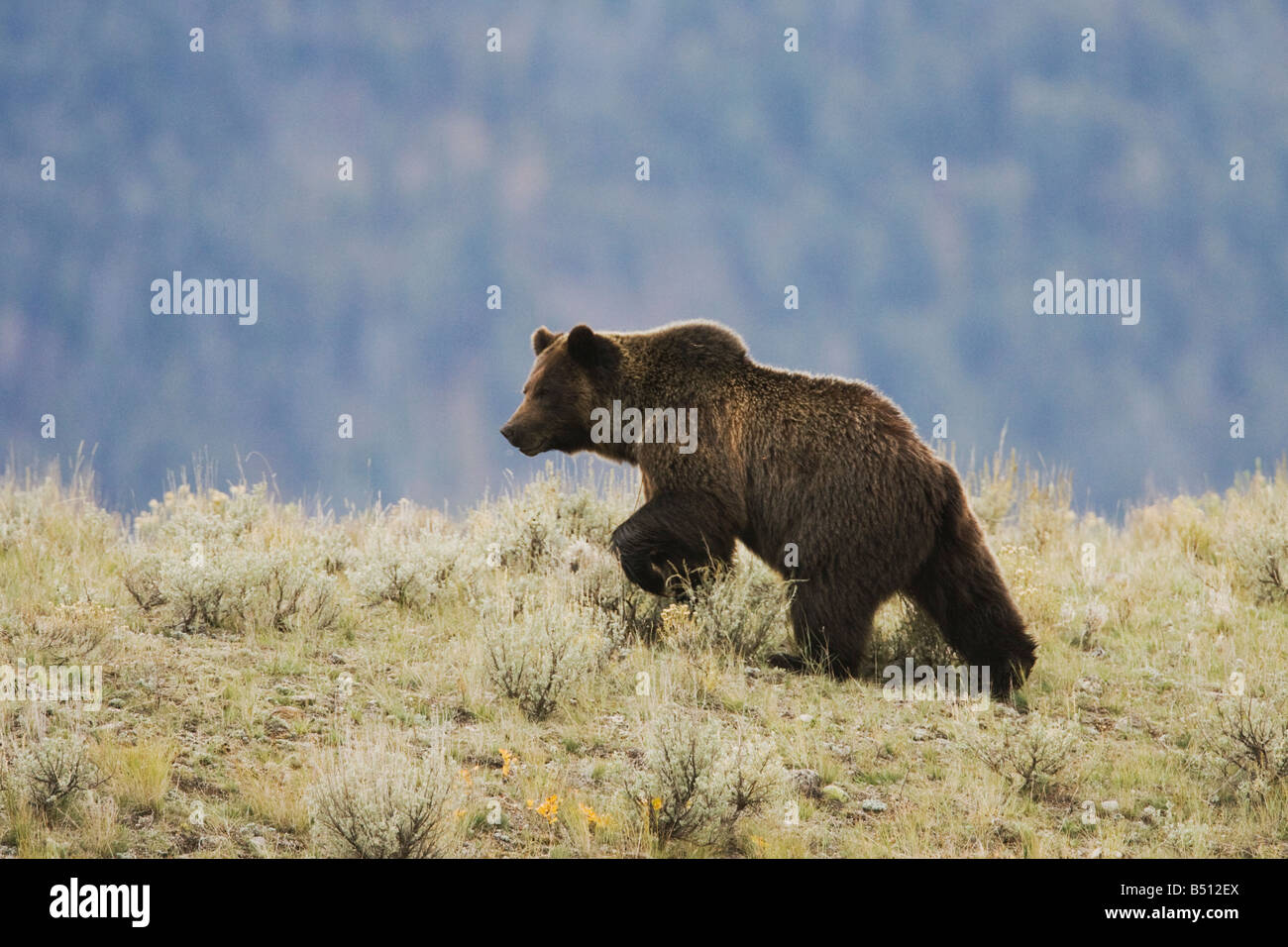 Ours grizzli (Ursus arctos horribilis des profils avec le Parc National de Yellowstone au Wyoming USA Banque D'Images