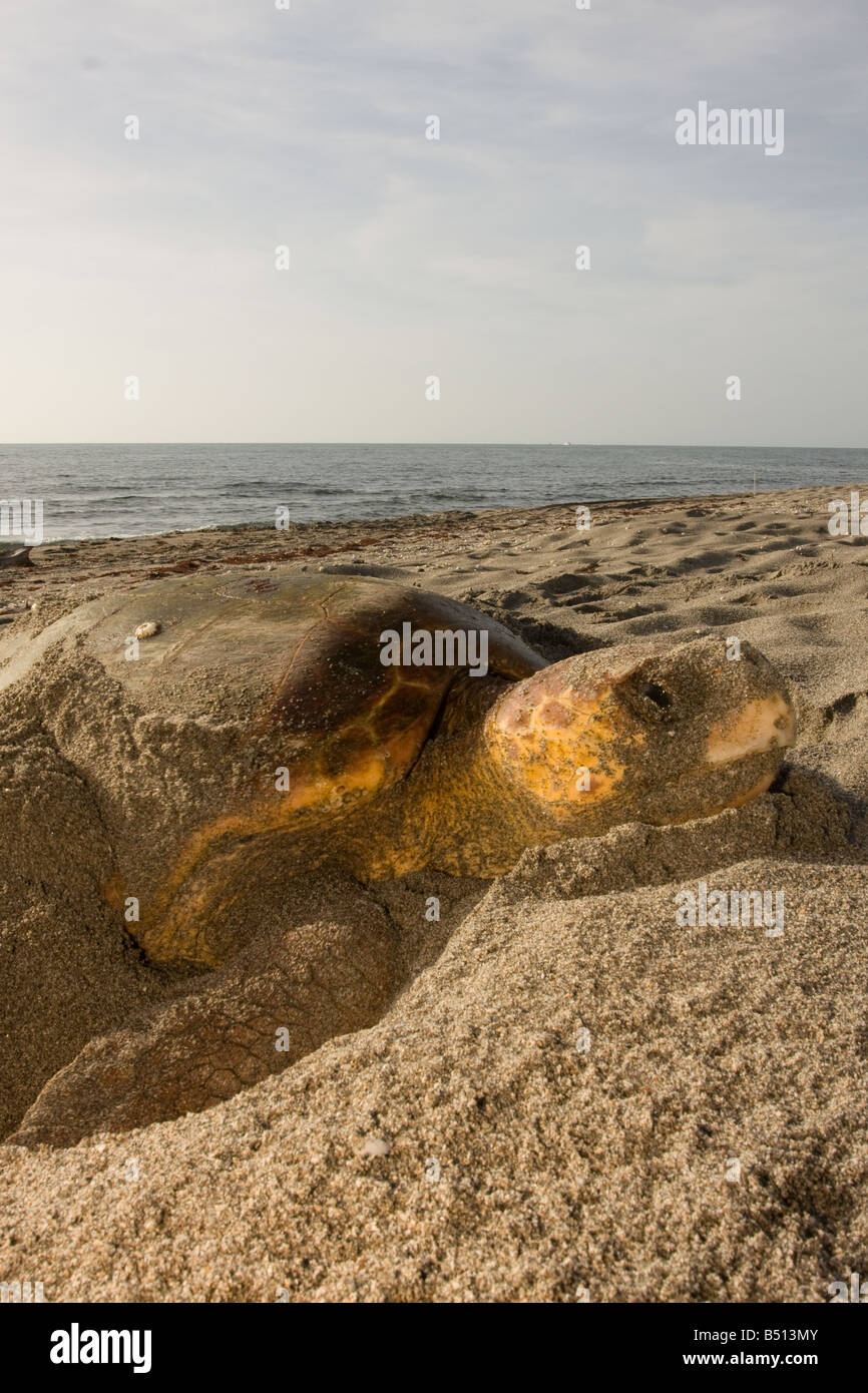 Les nids de tortues caouannes un adulte à la fin d'un matin le long d'une plage de Floride USA Banque D'Images