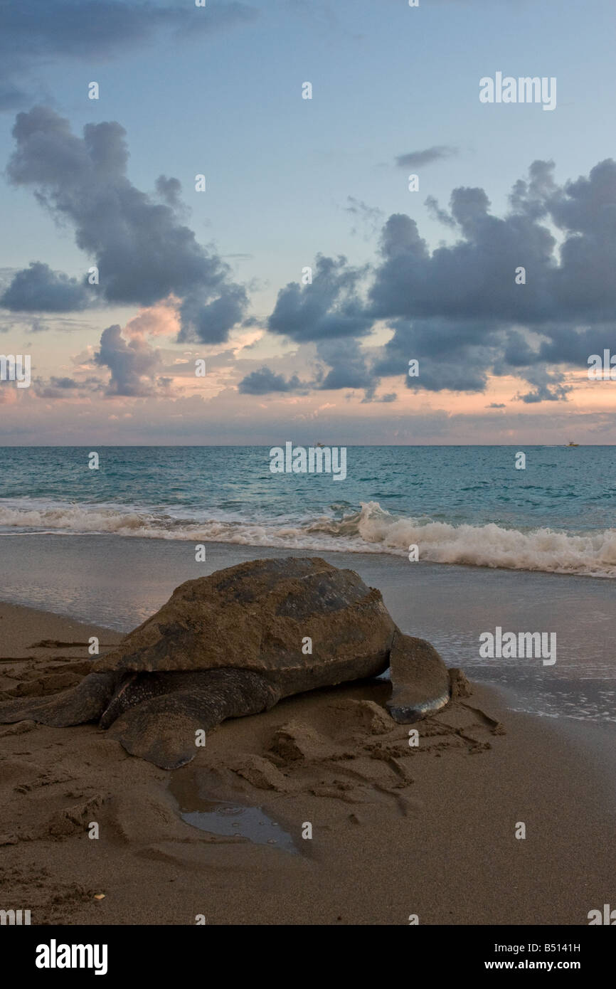 Un adulte tortue luth niche le long d'une plage de Floride et rampe vers l'océan Atlantique Banque D'Images