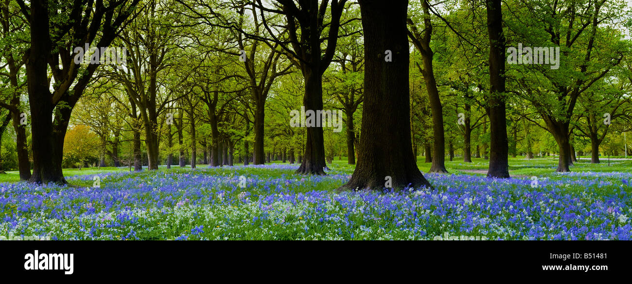 Une belle scenic de jacinthes en pleine floraison à Hagley Park, Christchurch, Nouvelle-Zélande Banque D'Images