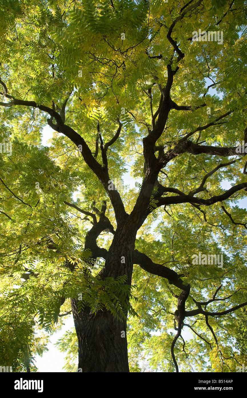 Le Noyer noir Juglans nigra arbre en automne Banque D'Images