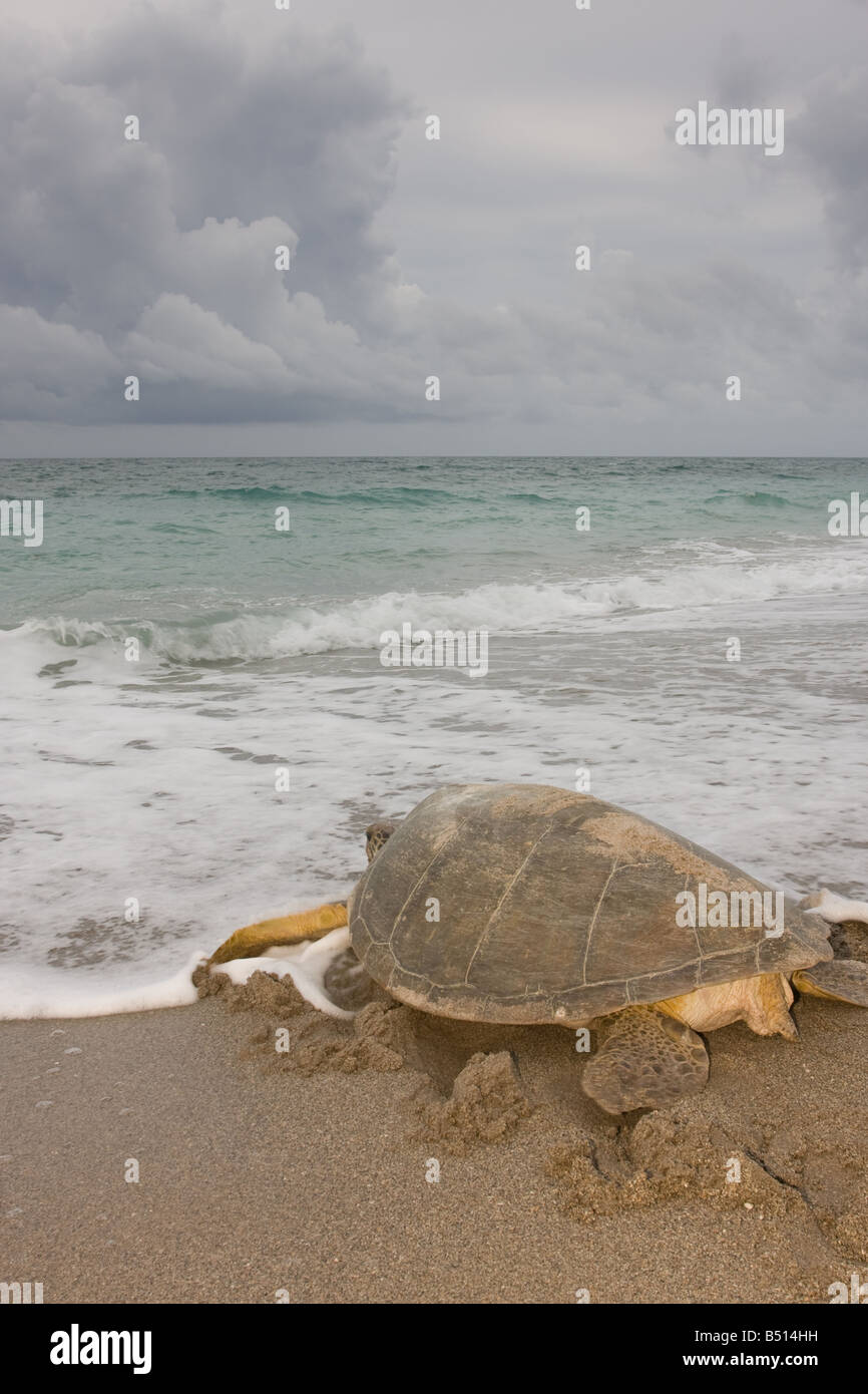 Un adulte tortue verte Chelonia mydas rampe vers l'océan Banque D'Images