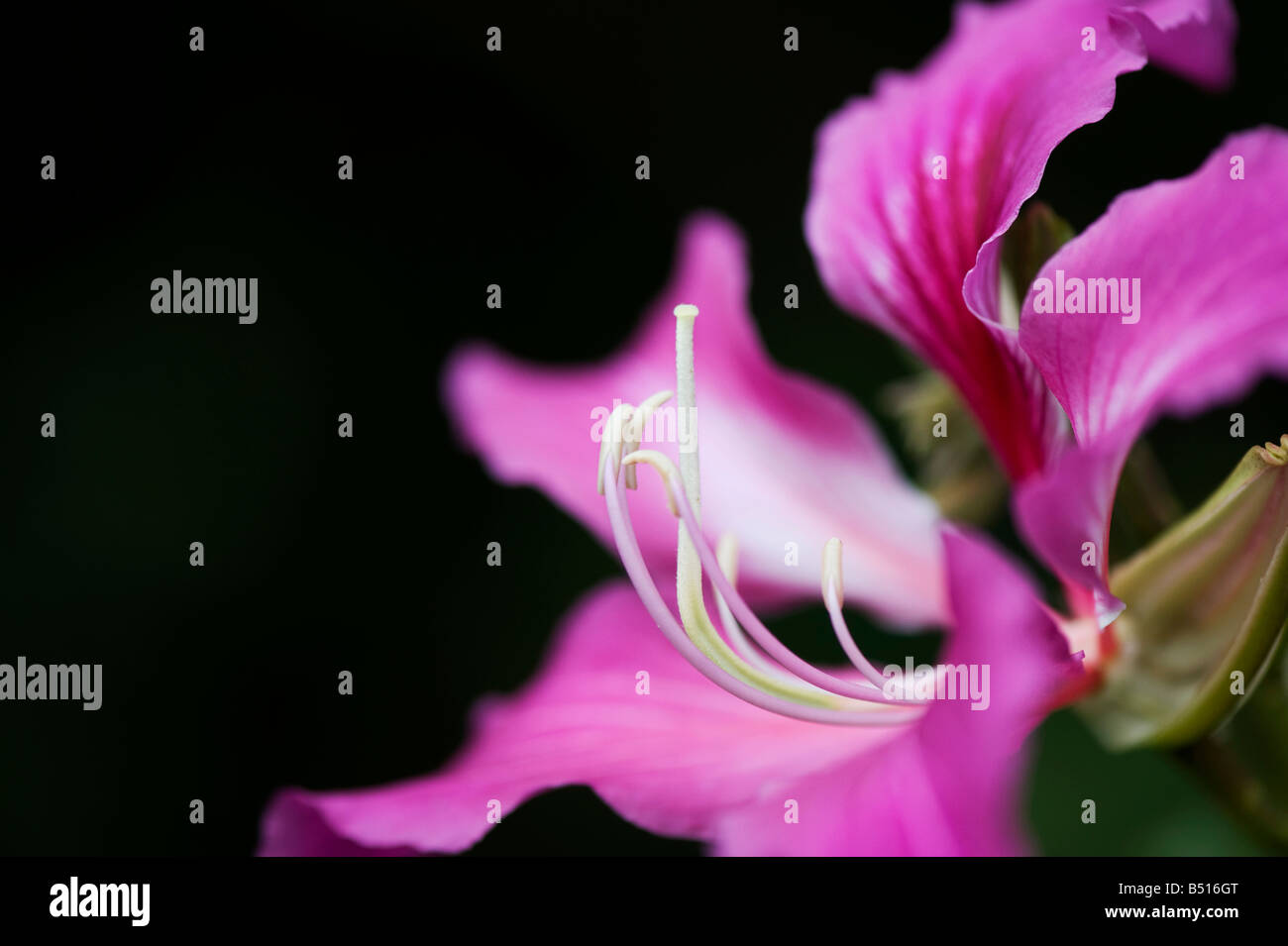 X Bauhinia blakeana. Hong Kong Orchid Tree flower dans un jardin. L'Inde Banque D'Images