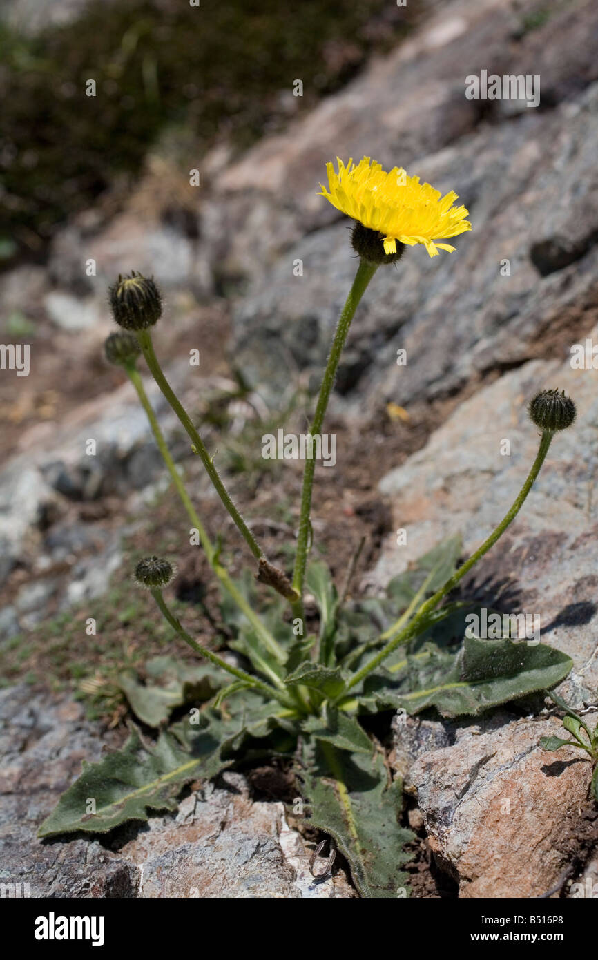 Hypochaeris maculata catsear tacheté Banque D'Images