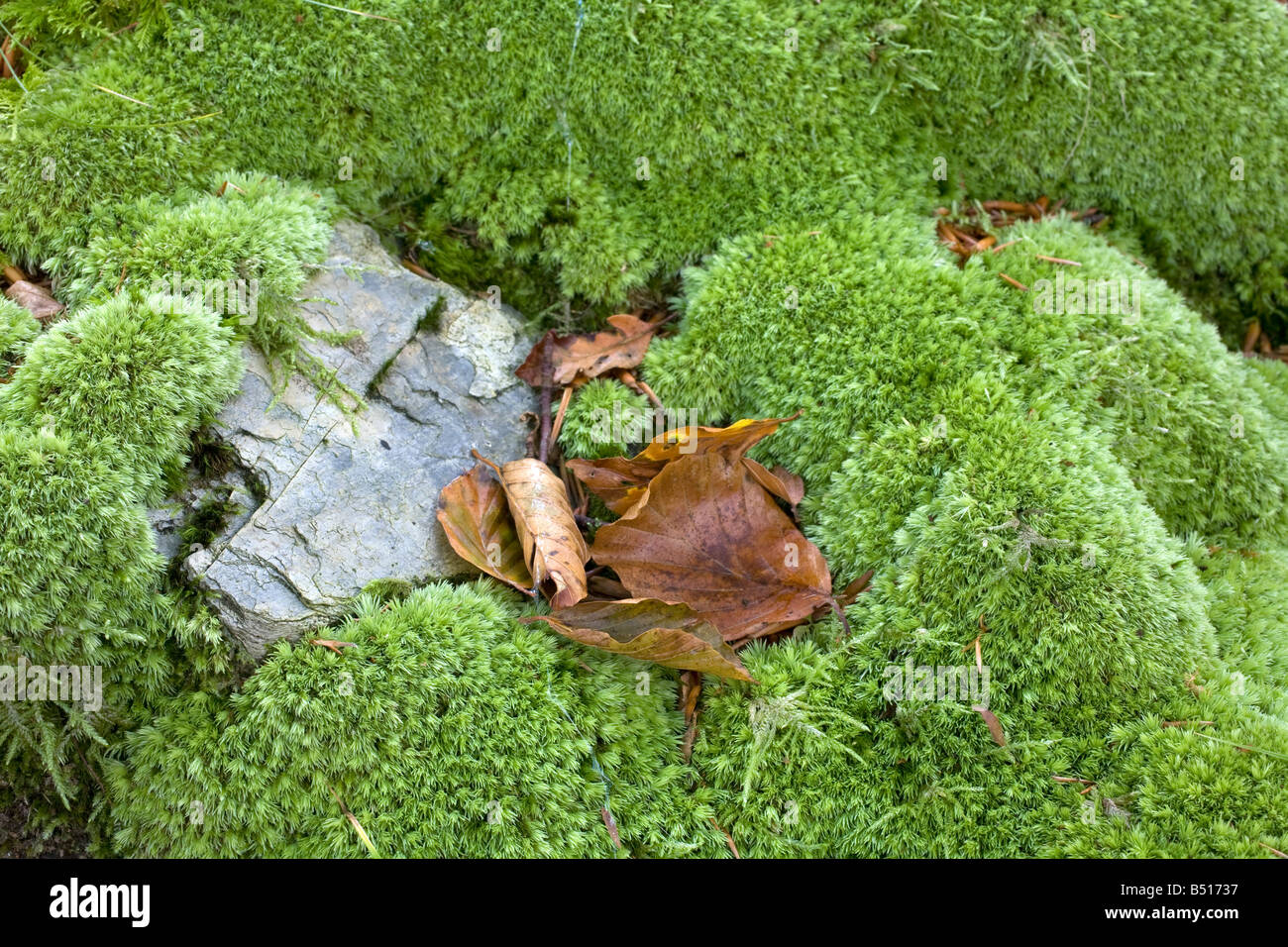 Mousse Leucobryum glaucum fourche blanc Banque D'Images