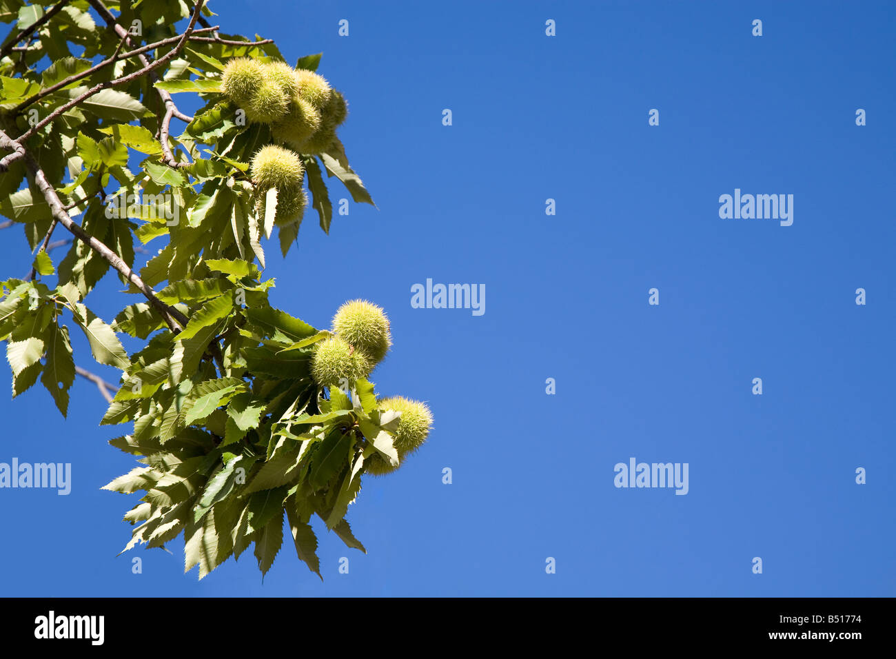 Sweet chestnut tree au Sud de France Septembre 2008 Banque D'Images