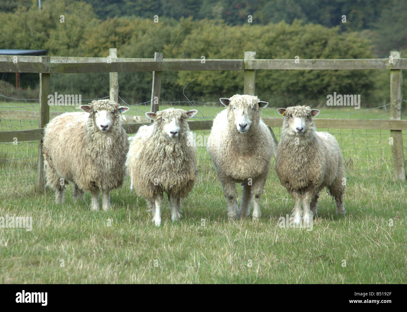 Quatre Moutons Cotswold Champion Banque D'Images