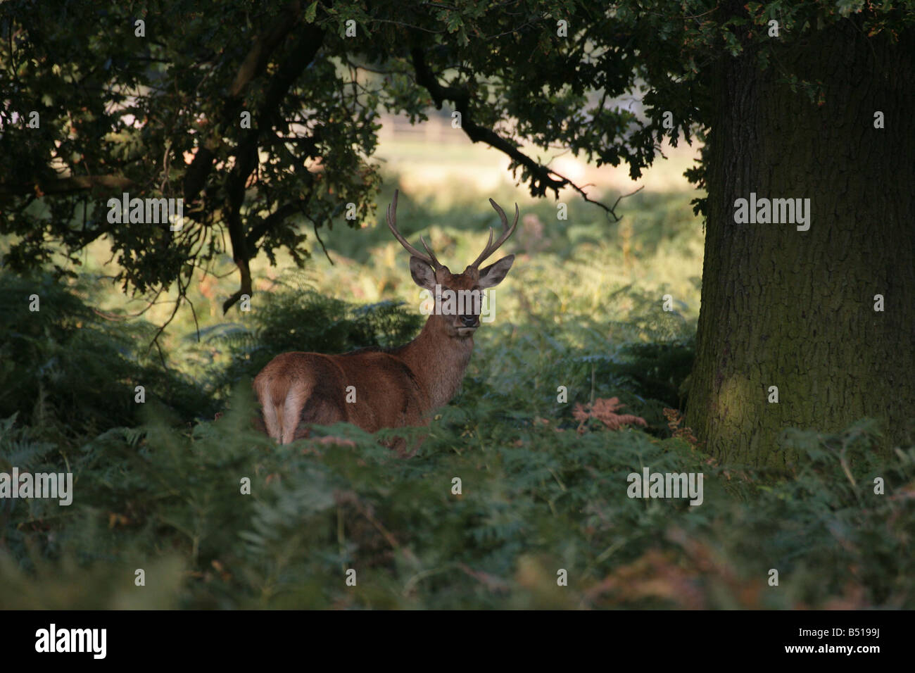 Red Deer stag Cervus elaphus woodland Banque D'Images