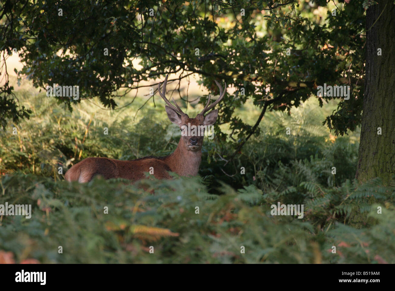 Red Deer stag Cervus elaphus woodland Banque D'Images