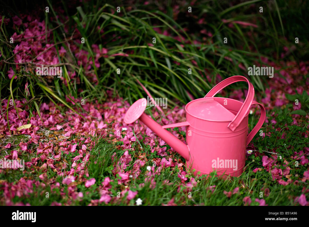 Arrosoir rose Banque D'Images