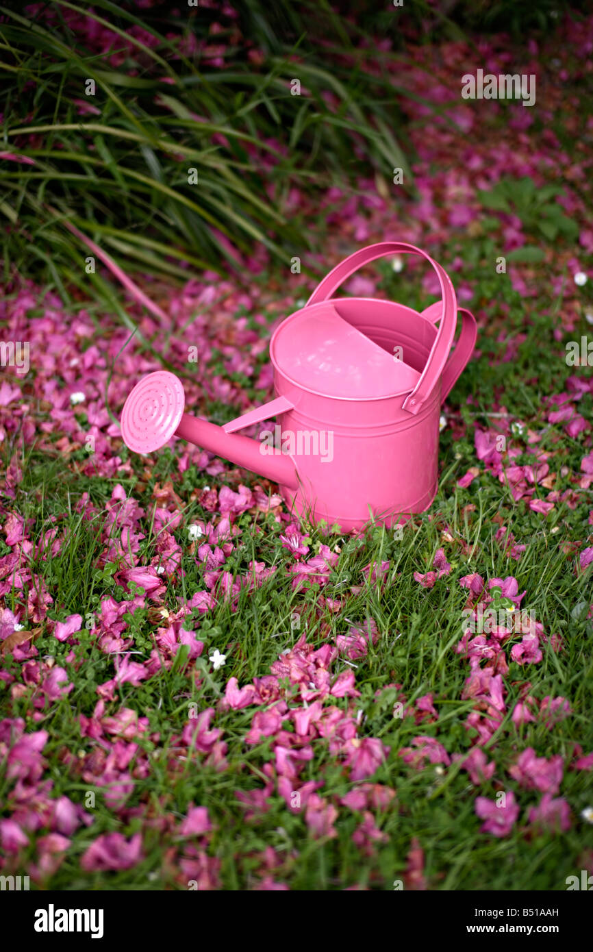 Arrosoir rose Banque D'Images