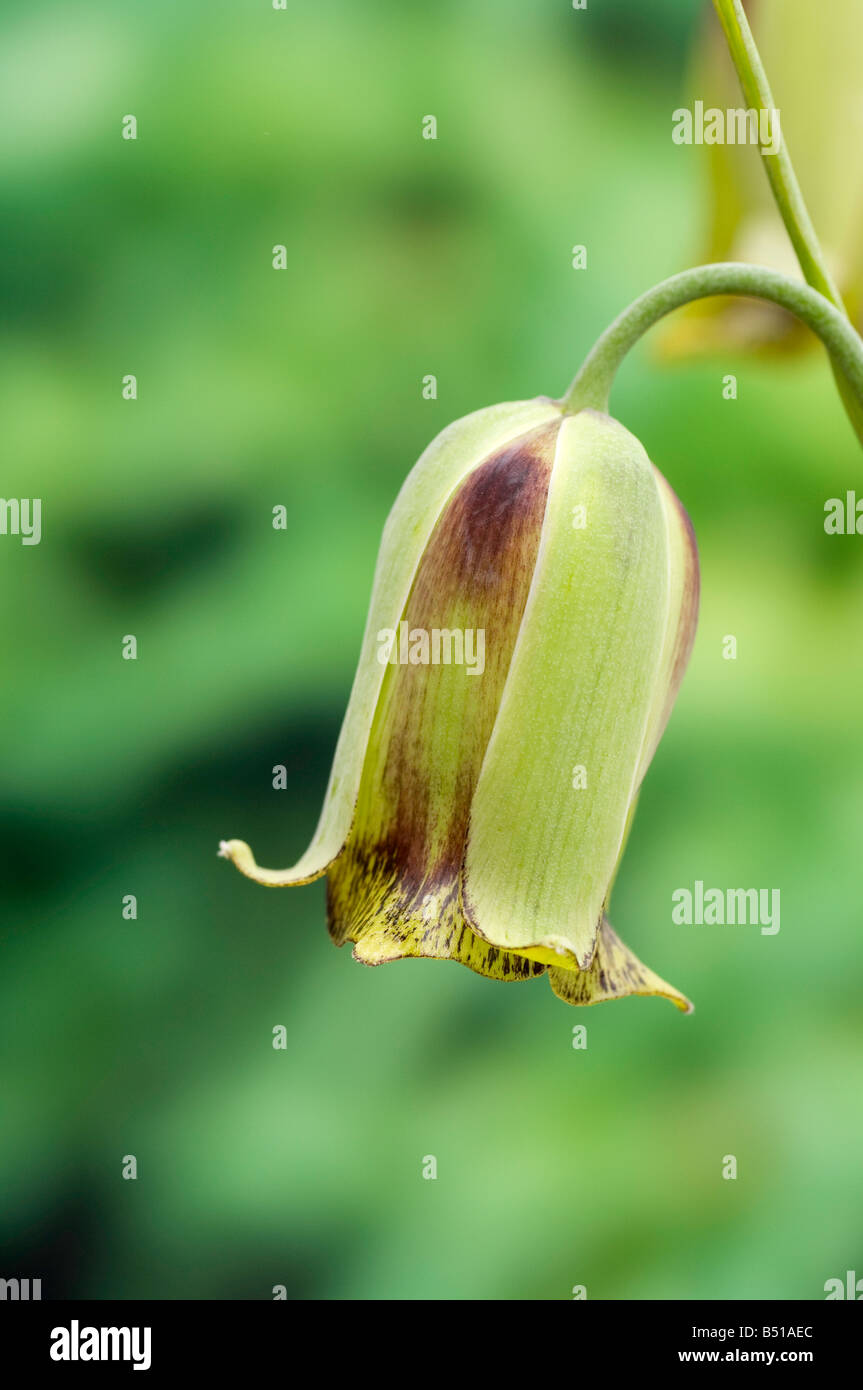 Hochant la fleur de Fritillaria acmopetala Banque D'Images