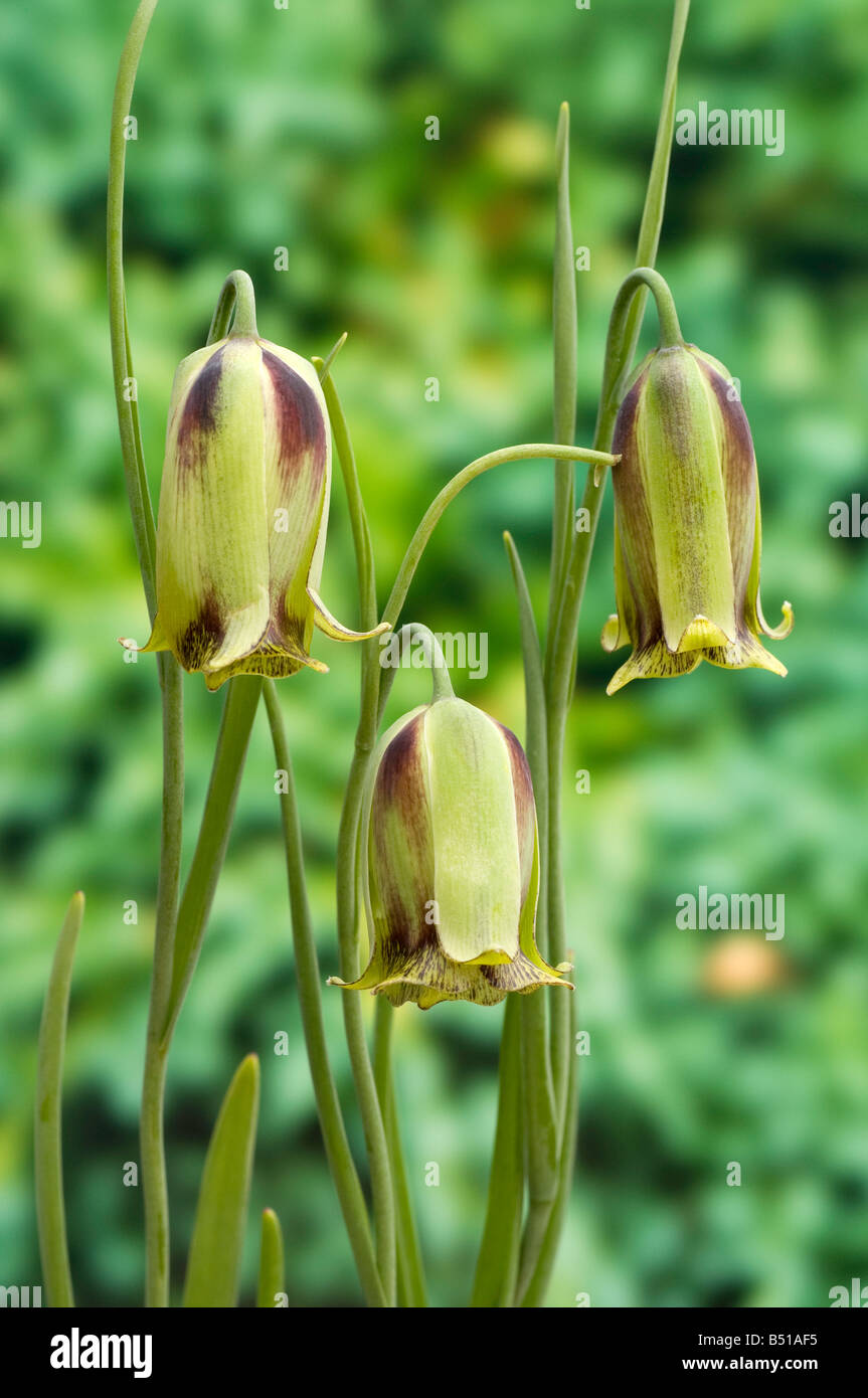 Fleurs penchées de Fritillaria acmopetala Banque D'Images