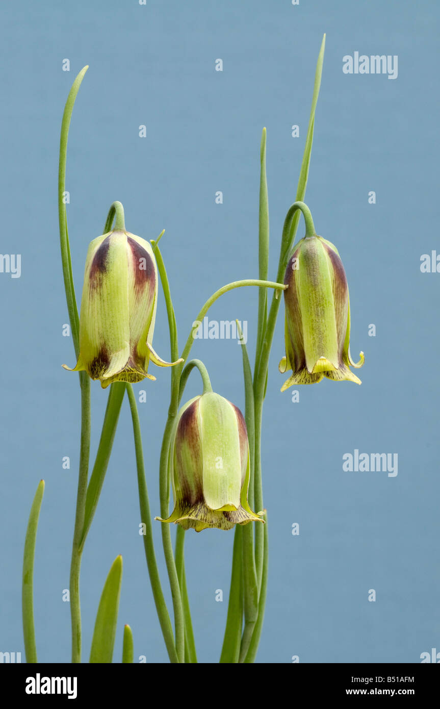 Fleurs penchées de Fritillaria acmopetala Banque D'Images