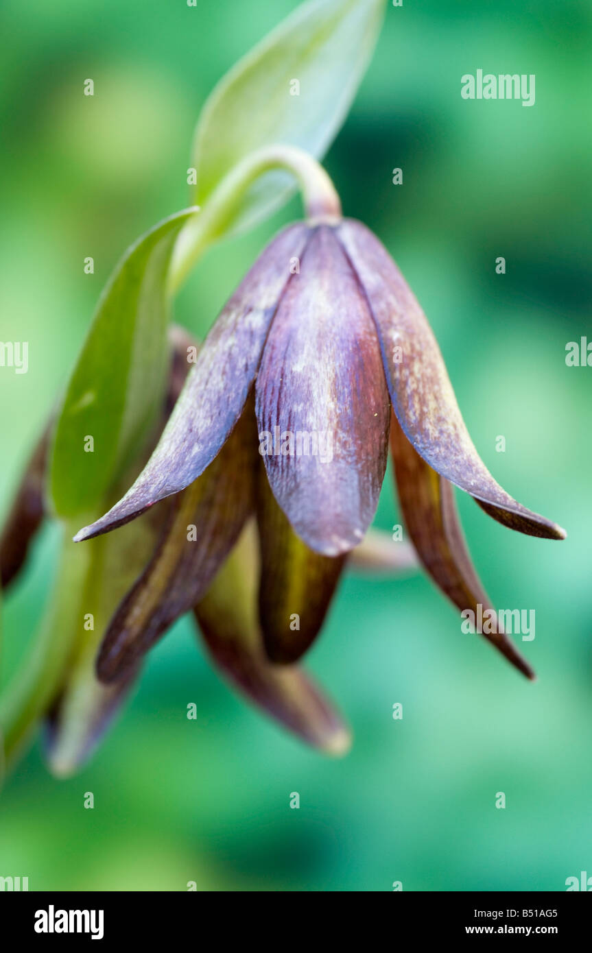 Hochant la fleur de Fritillaria biflora Banque D'Images