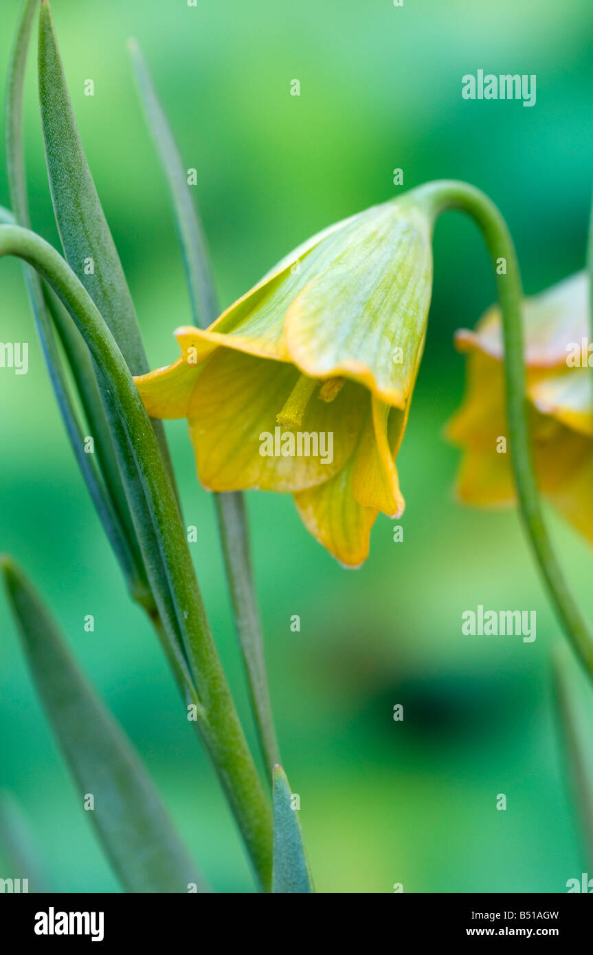 Hochant la fleur de Fritillaria bithynica Banque D'Images