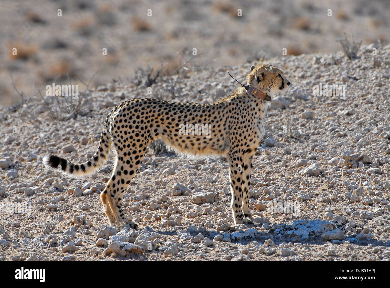 Le guépard chasse avec émetteur radio et col, Kgalagadi Transfrontier Park, Afrique du Sud, projet guépard par Gus Mills. Banque D'Images