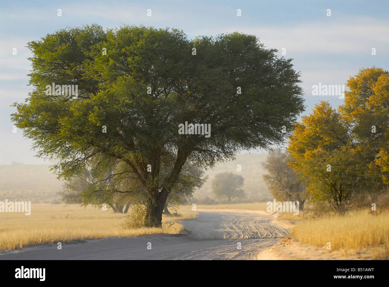 Route poussiéreuse dans la rivière Auob près de Mata Mata, Kgalagadi Transfrontier Park, Afrique du Sud. Fabuleux pour les observations de lions, guépards Banque D'Images